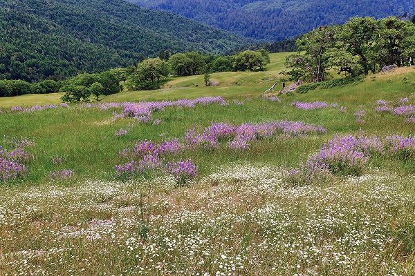 Jones, Adam 아티스트의 Lupine flowers on hillside-Dolason Prairie-California작품입니다.
